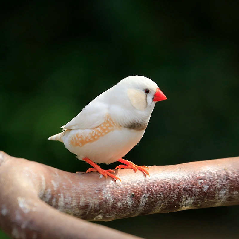 A Zebra Finch on a Branch